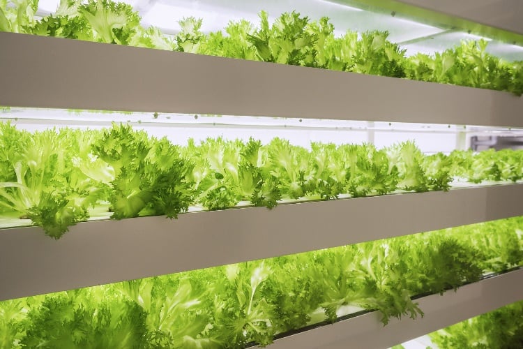 Cargill backs second Farm to Fork accelerator