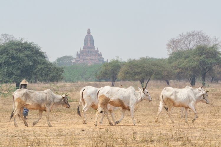 International efforts are helping Myanmar build its dairy industry from scratch