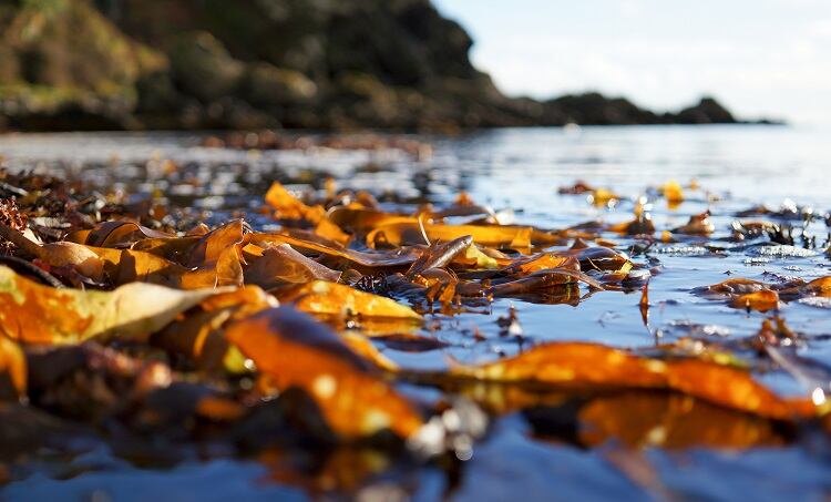 seaweed-pastie.jpg