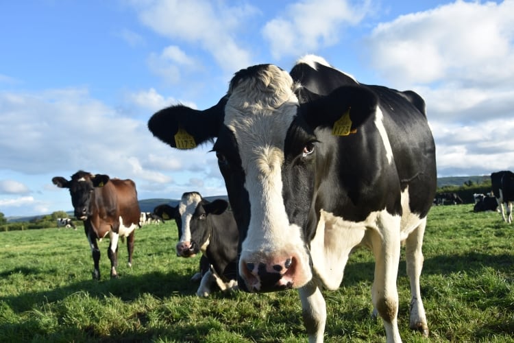 Bord-Bia-launches-Grass-Fed-Standard.jpg
