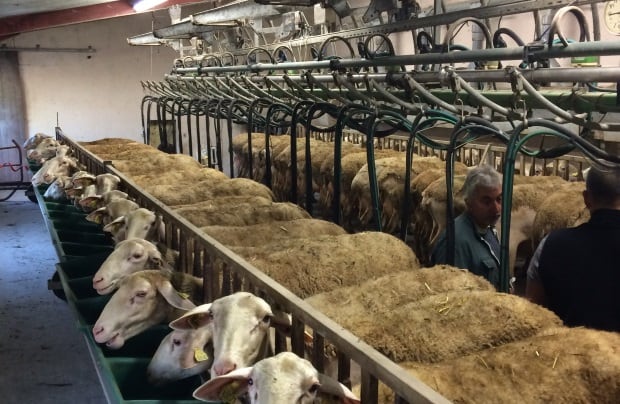 sheep2.jpg