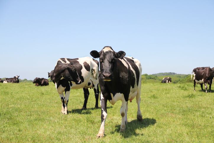 Spotlight on livestock sector methane emissions reduction strategies