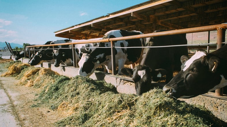 Land O'Lakes and Bel Brands expand dairy farming sustainability program