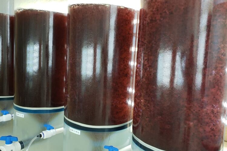 Straus Dairy Farm and Blue Ocean Barns trial shows red seaweed reduces methane emissions