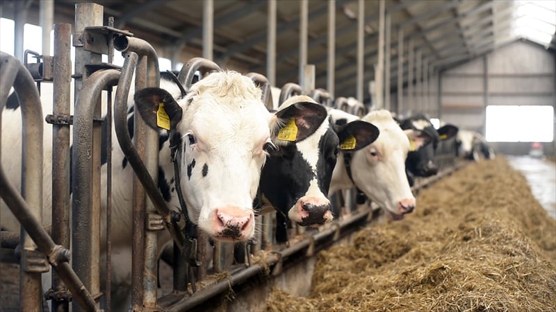 Dairy cows in a barn