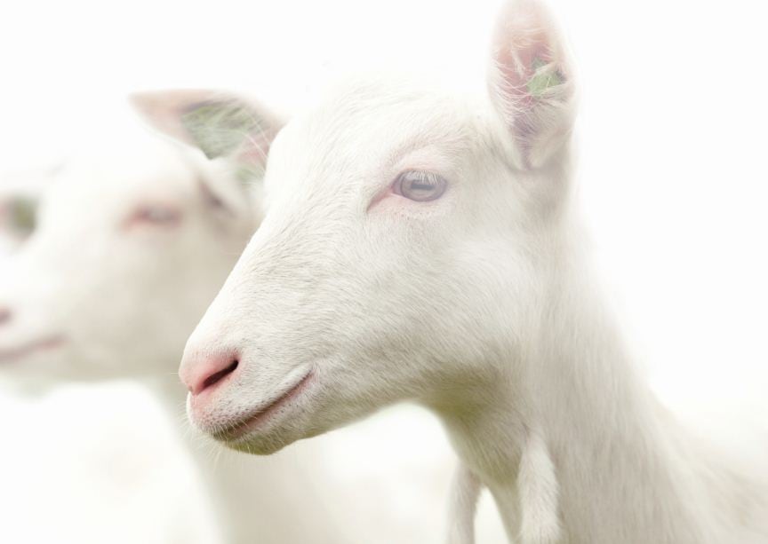 goats.jpg