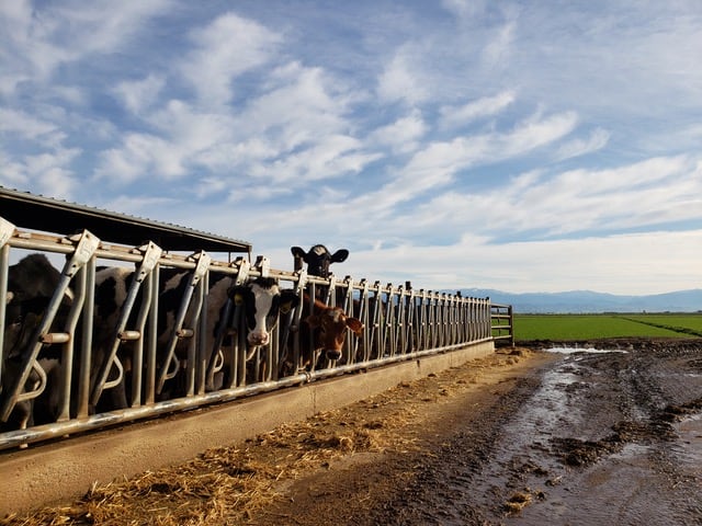 Healthy Cow brings dairy to the forefront of FoodBytes! San Francisco