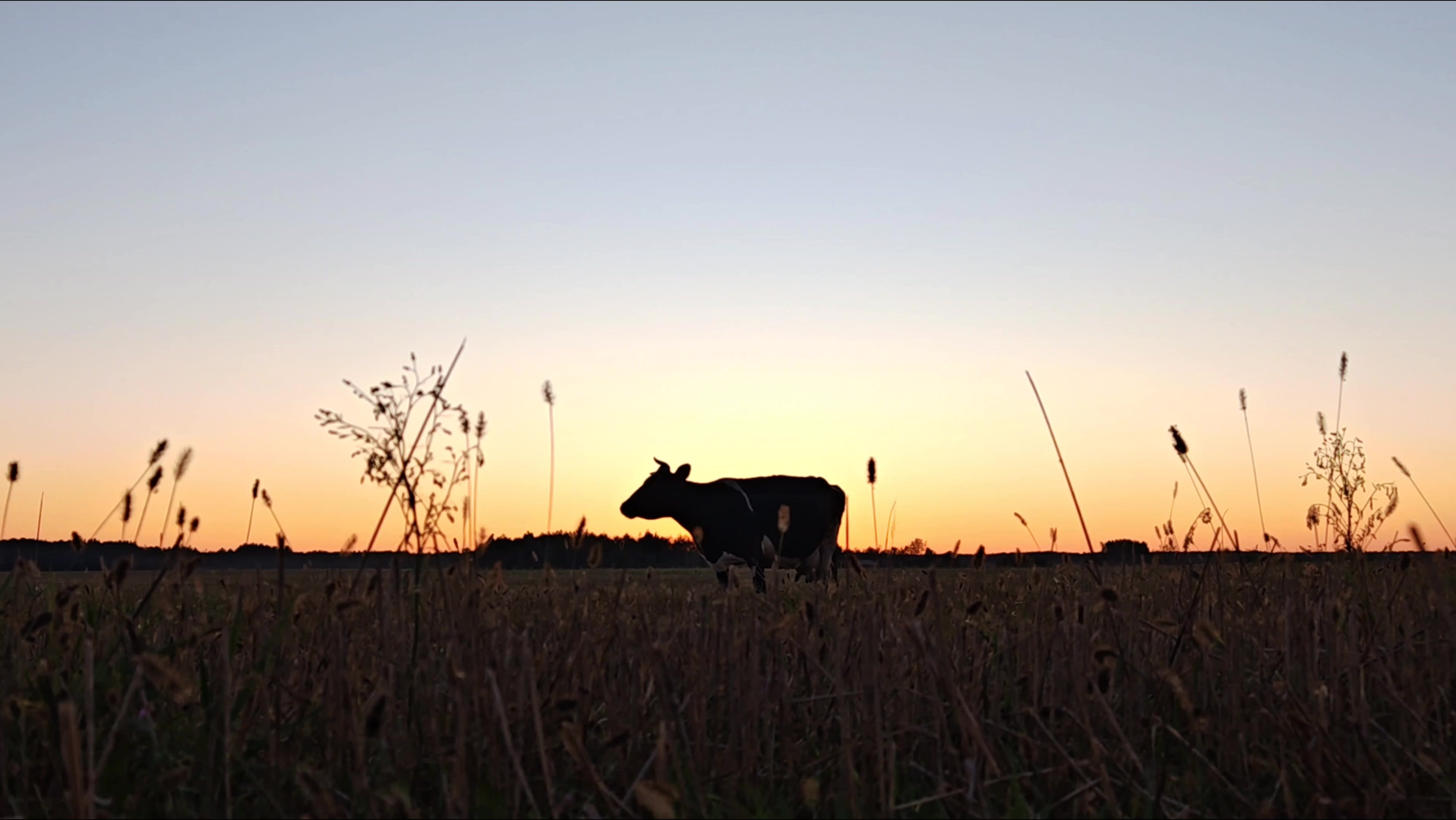 silhouette of a cow in a meadow in the evening. beautiful sunset on the meadow with cows grazing. Dramatic lighting creates a peaceful, cinematic rural scene