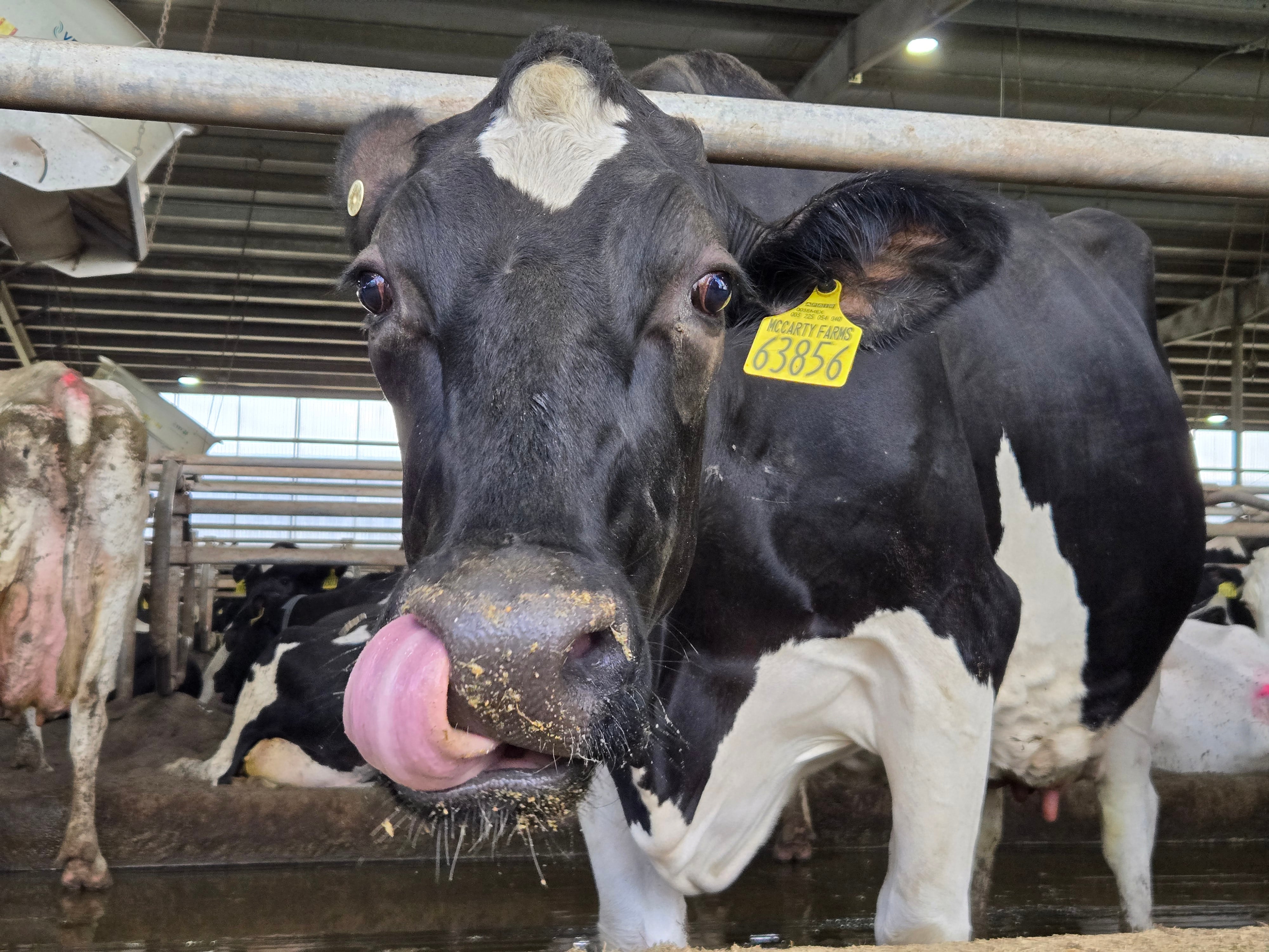 From barn to breakthrough: How Danone is rethinking food innovation