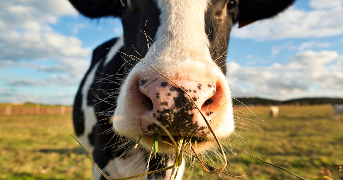 Drought sparks fears for organic dairy herds and farm profits across Great Britain
