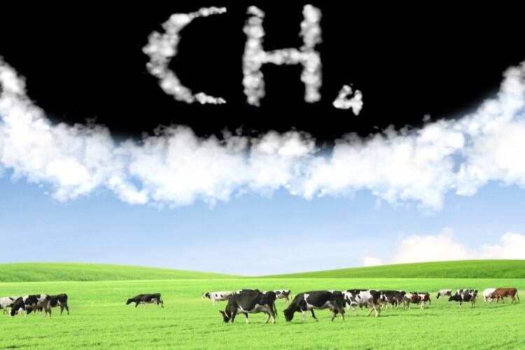 Danone’s Global Methane Hub partnership ‘welcome’ but more firms must act – Changing Markets Foundation