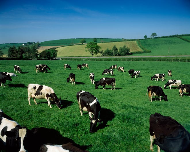 Cutting crude protein levels in dairy cow diets can help reduce ammonia emissions 