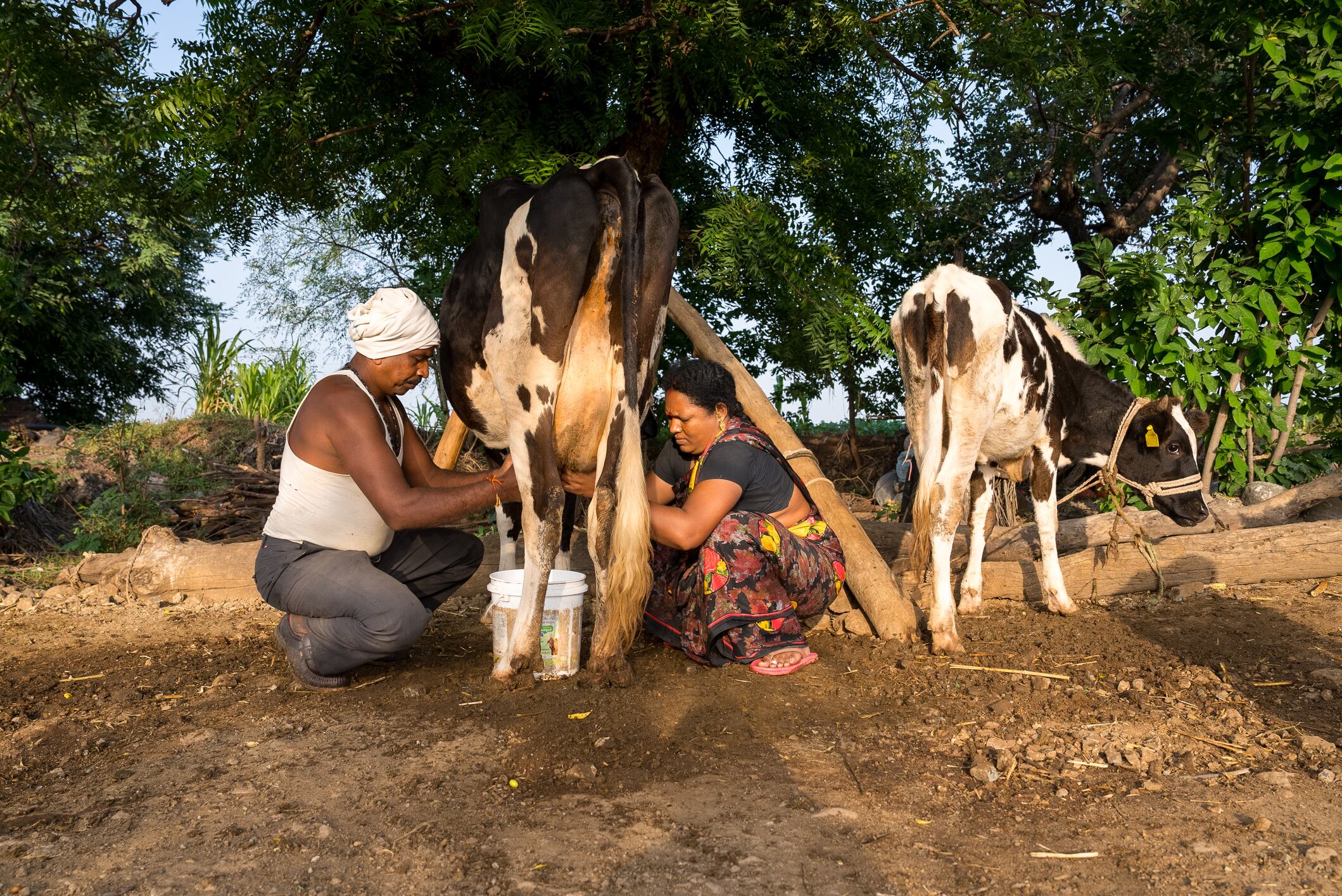 A couple milking a cow by hand, Solapur, Maharashtra, India. 27-Aug-2022