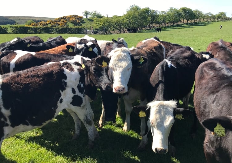 UK-dairy-industry-launches-1m-consumer-campaign.jpg