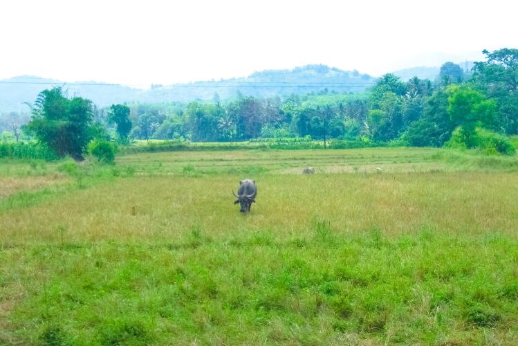 Sri Lanka government looks to milk self-sufficiency in four years