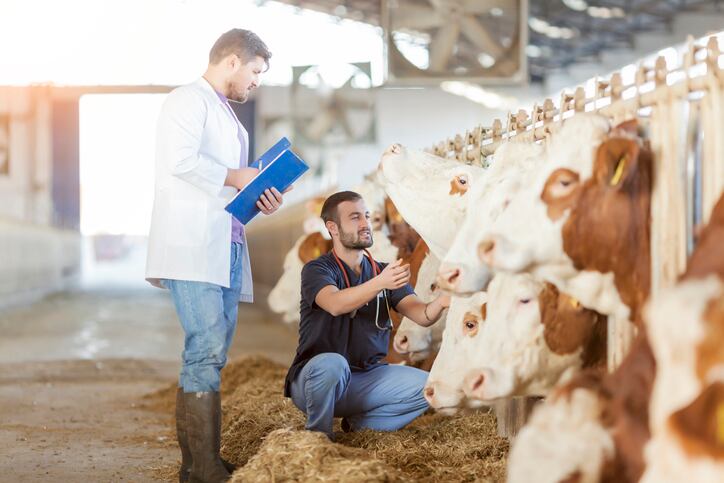 How meat and dairy production is moving to be part of a food system fix