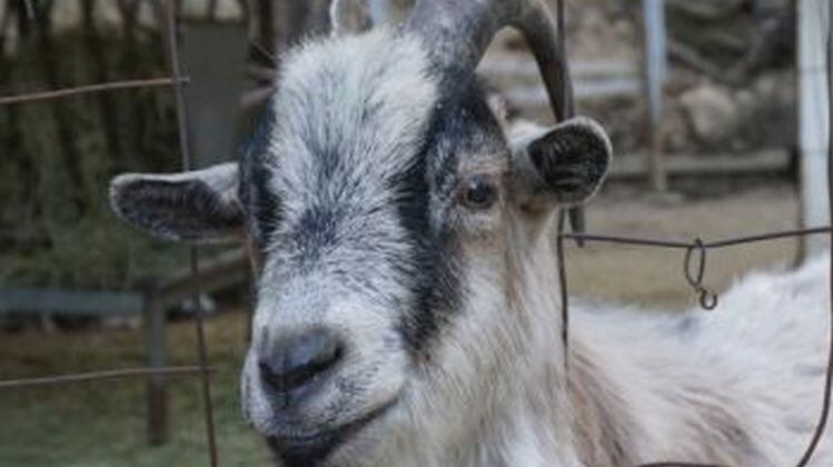 If goatmilk gets a pass, so should almondmilk, says nonprofit; NMPF counters: 'A goat produces milk; a bean or seed does not'