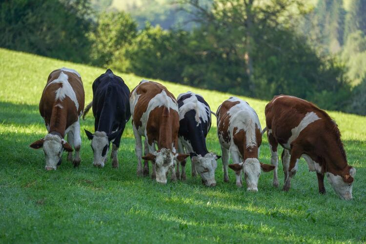 Tesco dairy farmers providing ‘safe haven’ for migrating birds as supermarket lifts milk payments