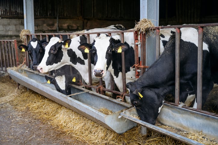 Precision feeding, methane suppression strategies proposed under UK net zero plan