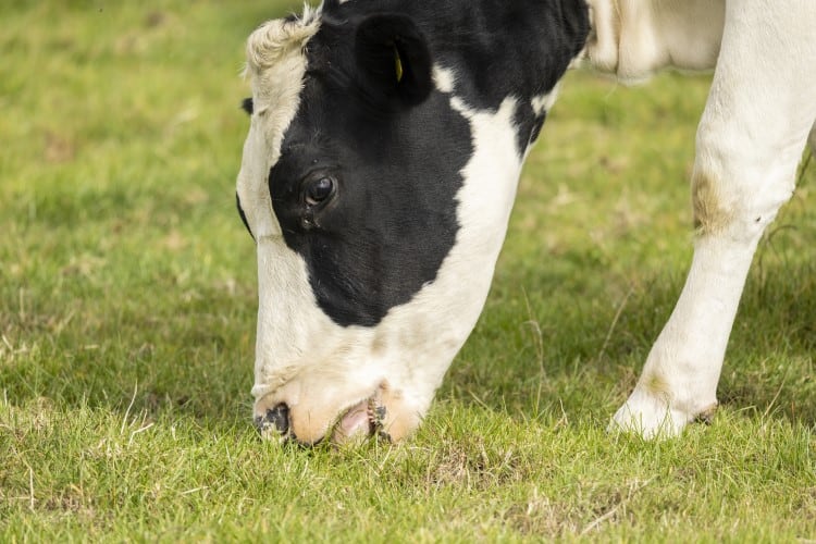 Methane-cutting genetics research and disease-preventing AI project among Farming Innovation grant winners