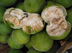monk-fruit.jpg