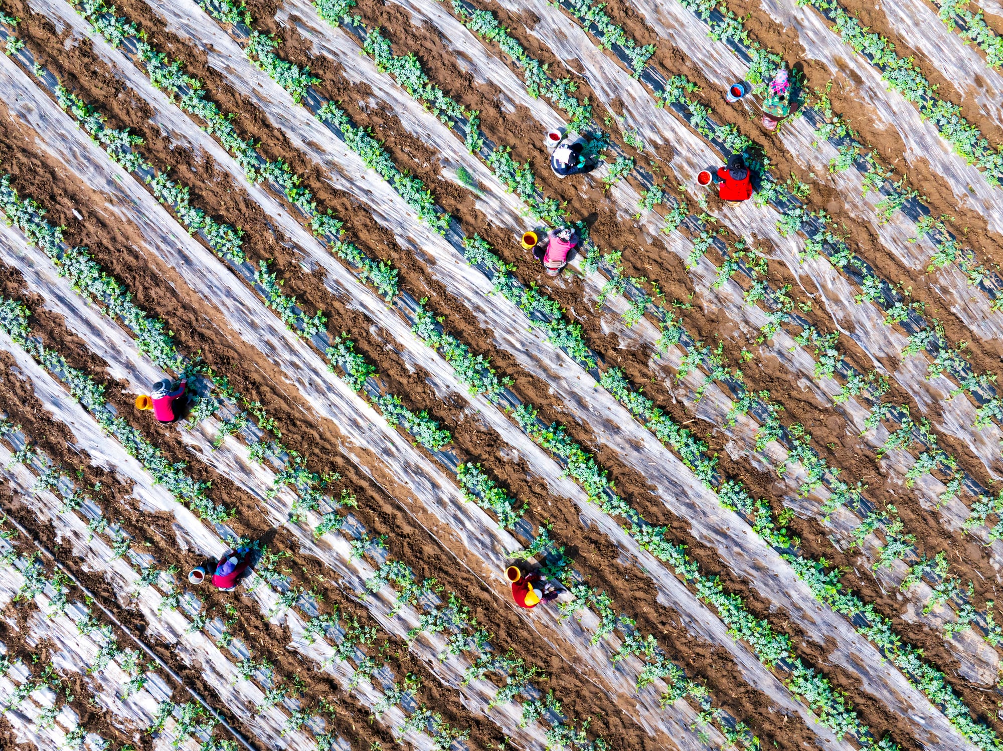 Farmers first: China aims to improve rural livelihoods in new five-year plan