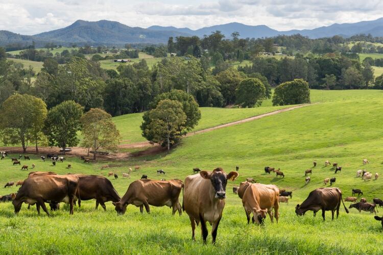New plan will ‘help rebuild profitability, confidence and unity’ of Australian dairy industry