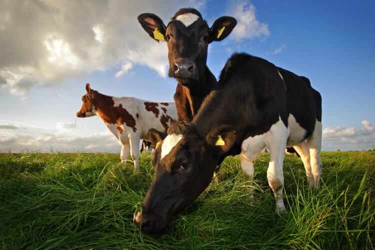 Partnerships for Climate-Smart Commodities: Meet some of the projects backed by USDA