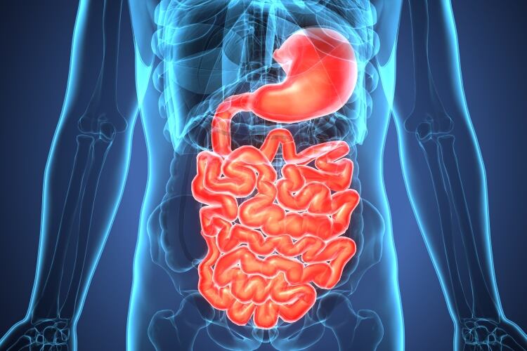 Study shows human milk-based synbiotic could allow therapeutic manipulation of gut microbiome