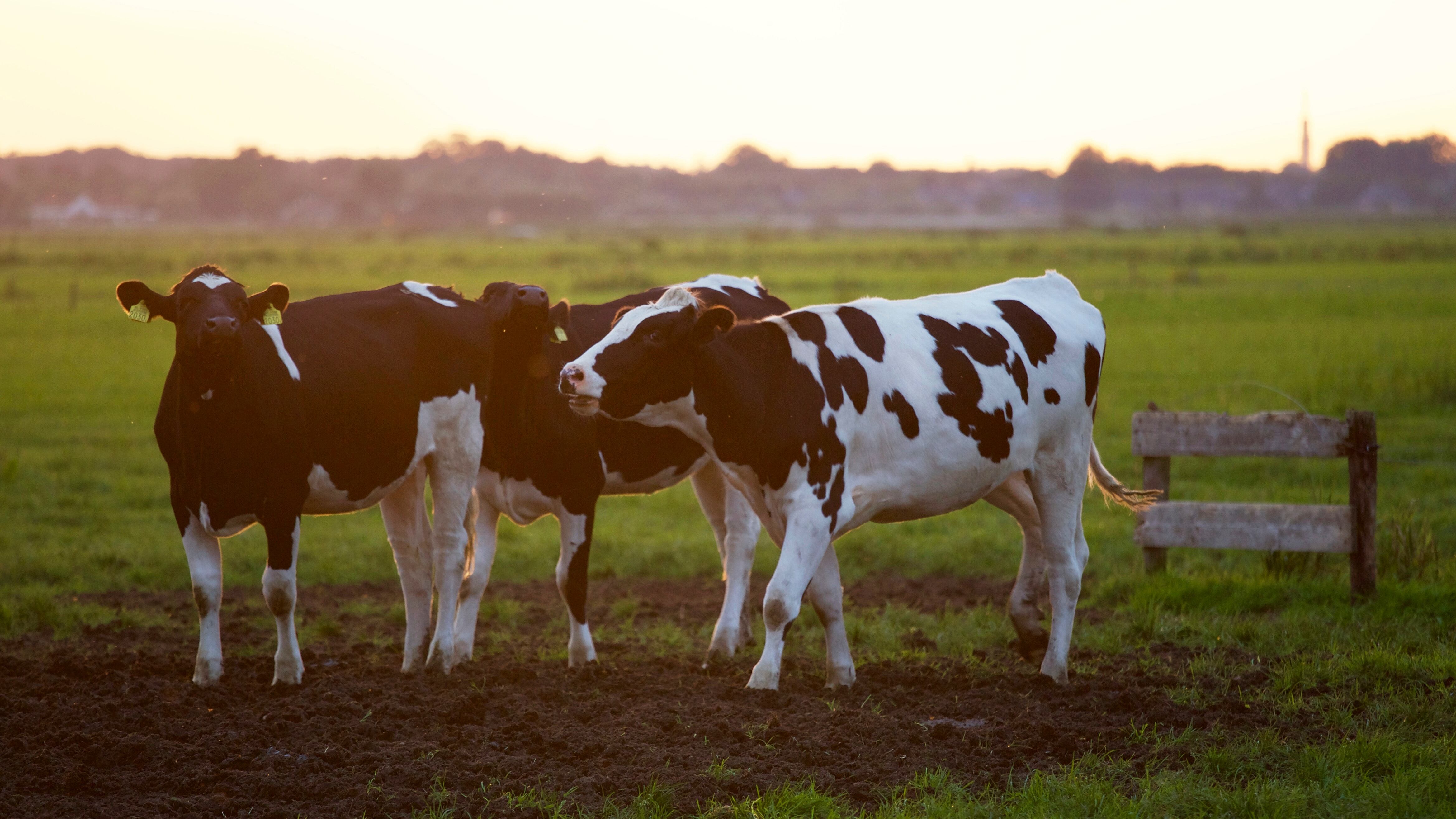 March global commodity update from Maxum Foods