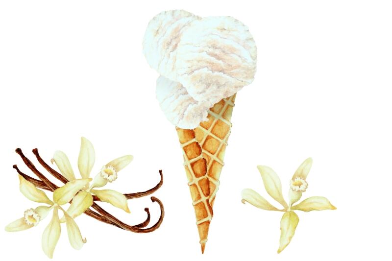 vanilla-Elena-Sapegina.jpg