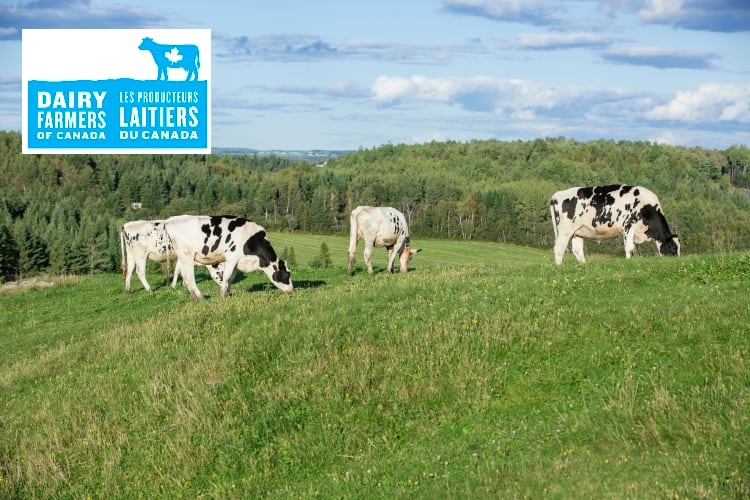 Dairy Farmers of Canada points out trade deal problems for dairy