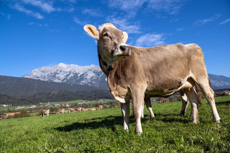 Study sheds light on how heat stress affects cow’s milk