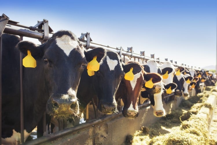 FDA approves Bovaer for use in US dairy cattle