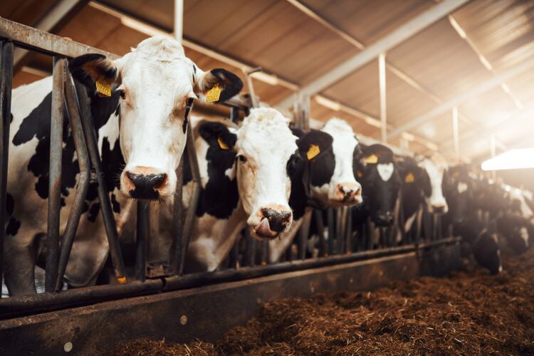 Not just telling stories: Storyteller helps farms ship more milk in fewer loads