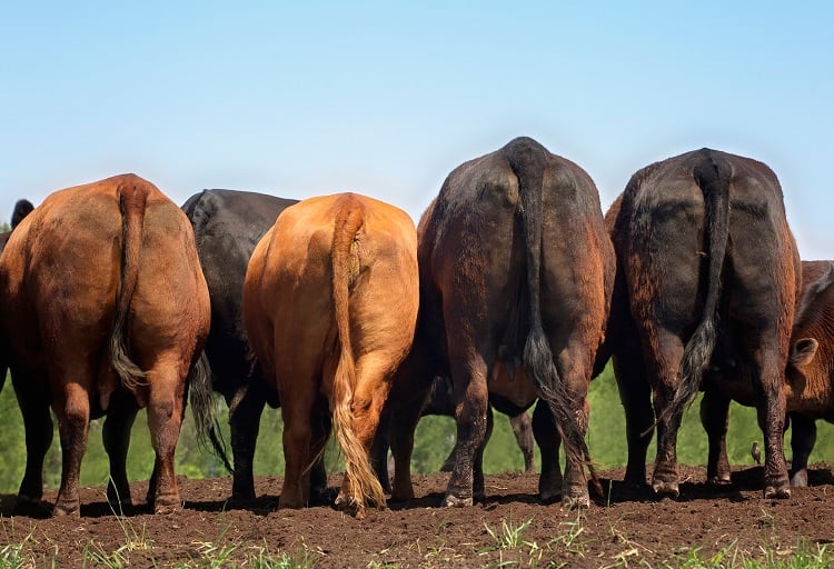 Reducing methane with feed and crop tech: The latest science that could help move the needle
