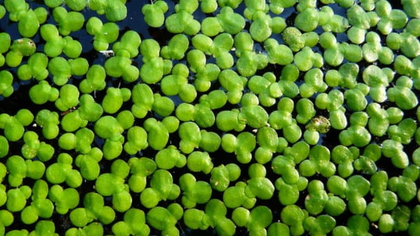 New-study-looks-at-duckweed-protein-nutritional-value-to-humans_strict_xxl.jpg