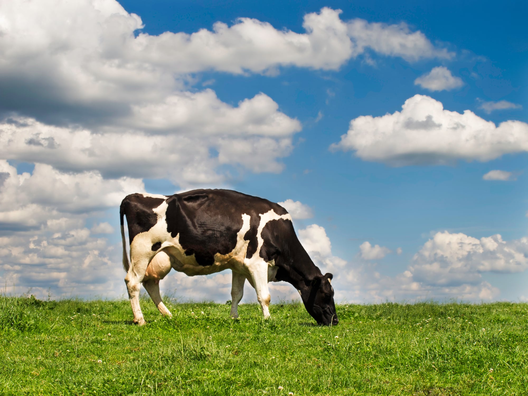Image shows a cow on the field in front of a blue sky with some clouds