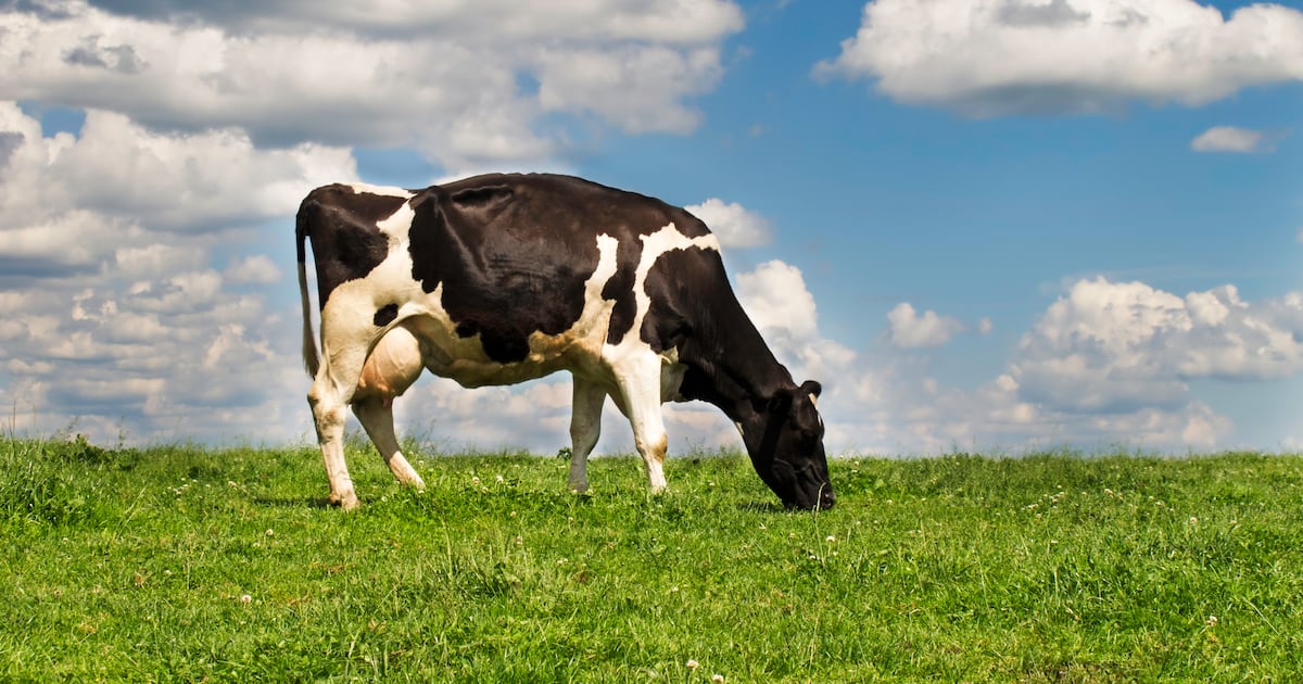 UK dairy herd shrinks, but milk volumes rise