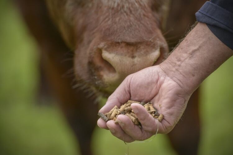 Energy prices: DSM to stop and reduce production of two animal-grade vitamins