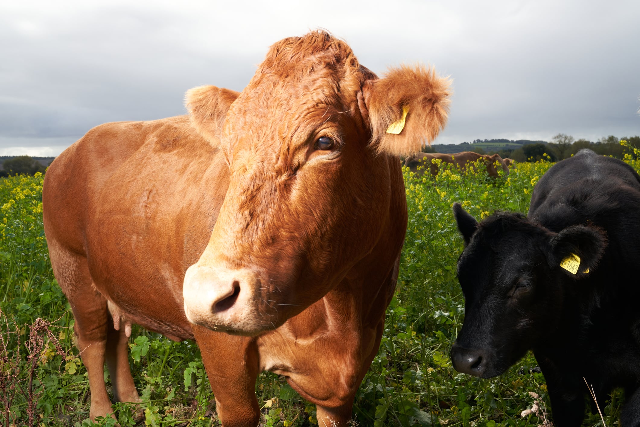 Will the beef tallow trend come to Europe? 