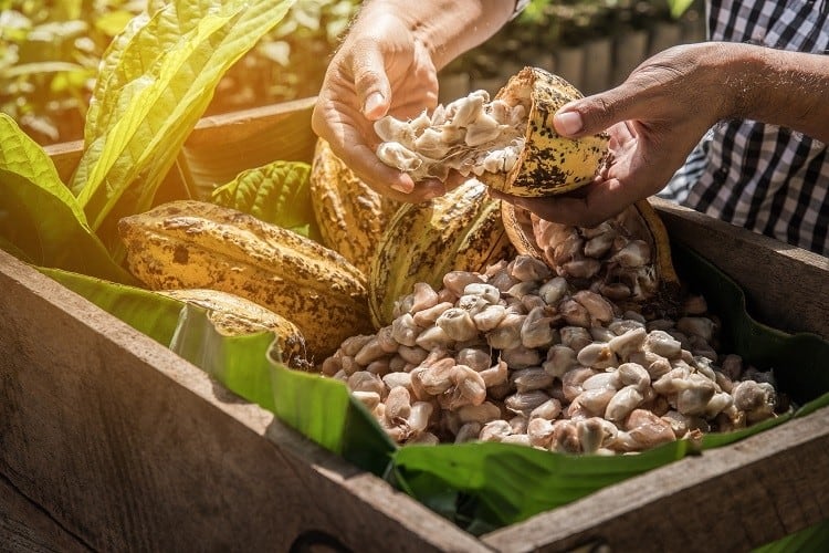 How is Mars promoting living incomes for cocoa smallholders?