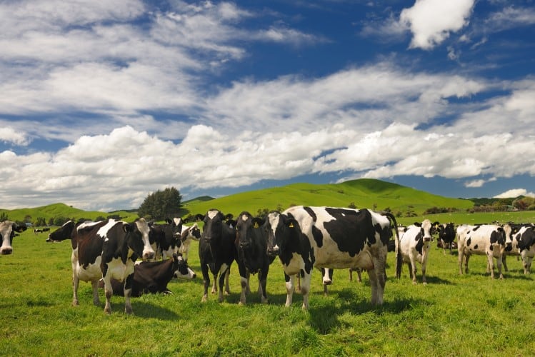 Fonterra’s scope 3 emissions reduction target is set – but is it good enough for the climate?
