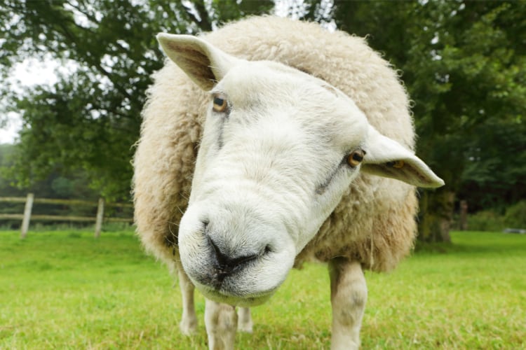 Spring Sheep Milk Co. looks to scale up with NZ government backing