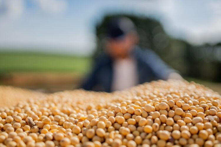 US: Lower soybean supplies, higher average price predicted for 2023/24