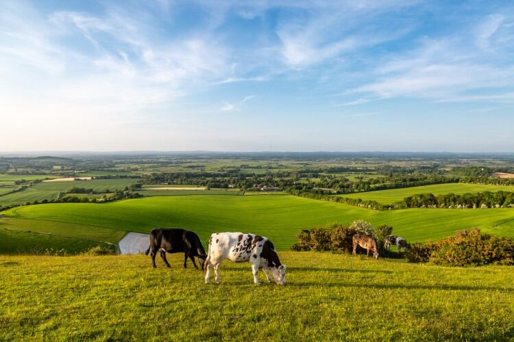 New-UK-dairy-contracts-legislation-to-go-before-parliament.jpg