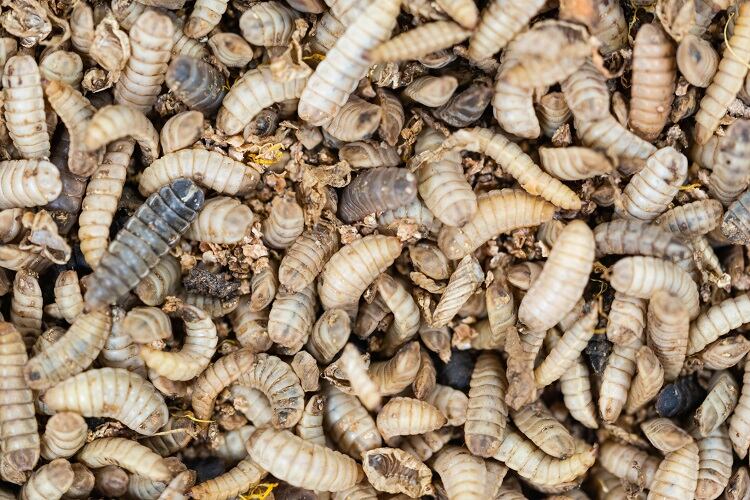 black-soldier-fly-larvae-antos777.jpg