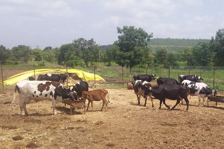 India turns to technology to improve dairy productivity and animal health