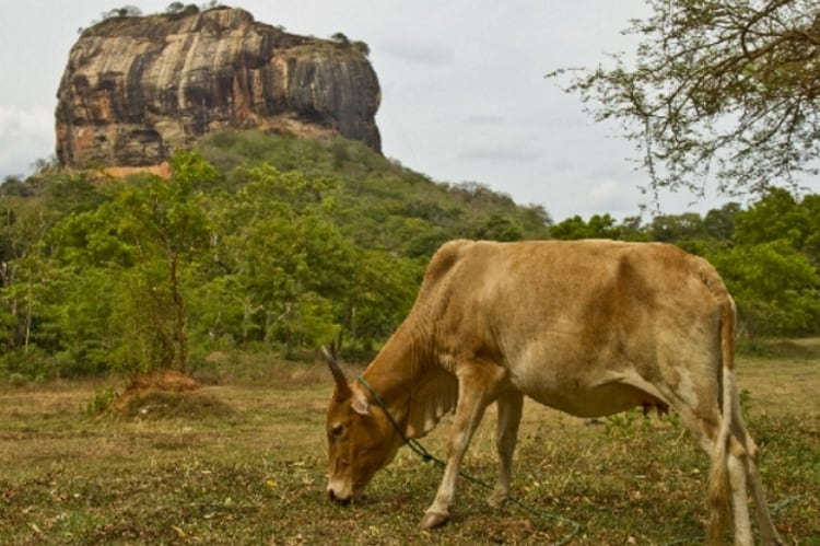 Sri Lanka is full of potential, despite the government’s efforts to promote dairy