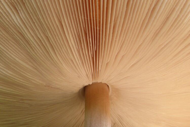 Mushroom milk? What MycoTechnology’s Novel Food nod means for alt dairy